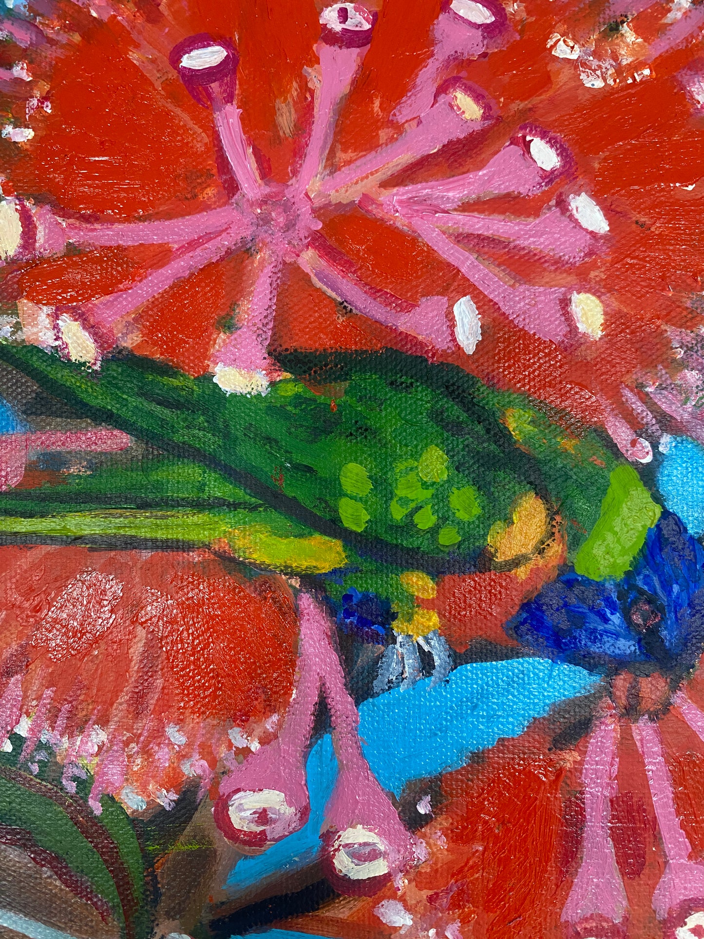 Orange flowering gum tree and lorikeets