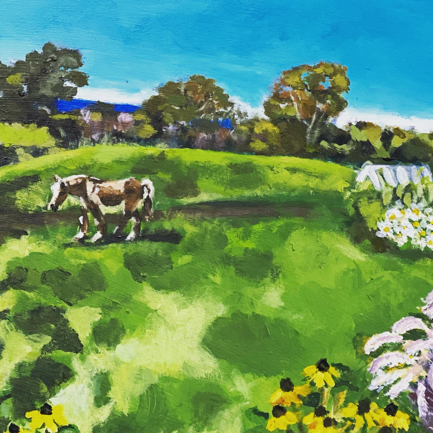 Frankie in his lush paddock